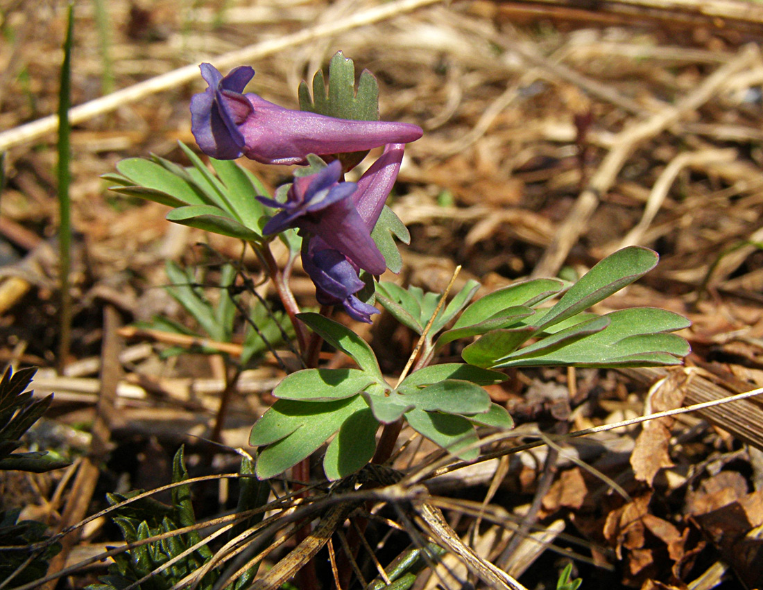 Image of Corydalis solida specimen.