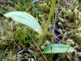 Dactylorhiza viridis