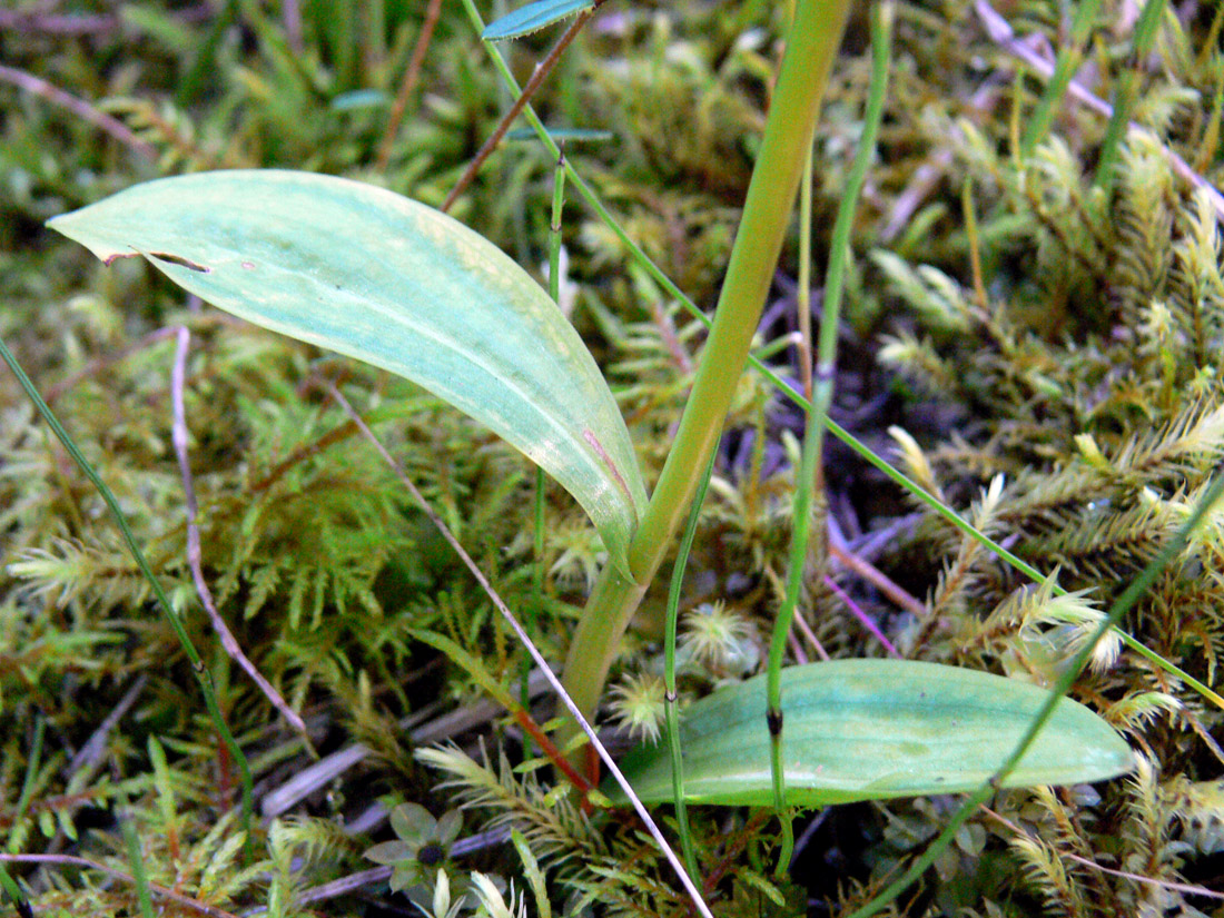 Image of Dactylorhiza viridis specimen.