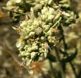Image of taxon representative. Author is Базар Довлетов