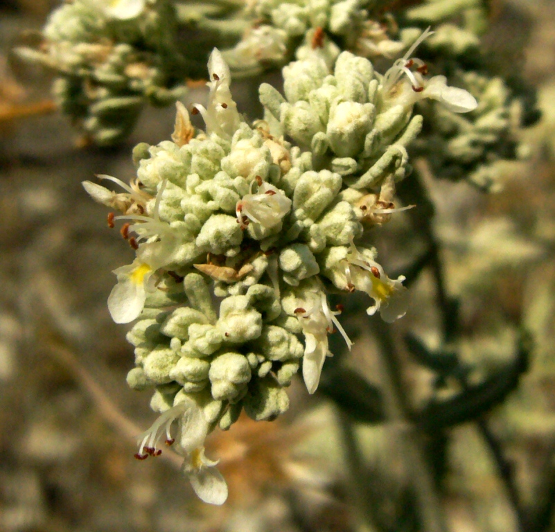 Изображение особи Teucrium capitatum.