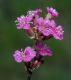 Viscaria vulgaris. Соцветие. Московская обл., Раменский р-н, окр. дер. Хрипань, окраина поля у ж/д платформы. 03.06.2011.