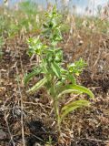 Sideritis montana