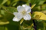 Philadelphus coronarius