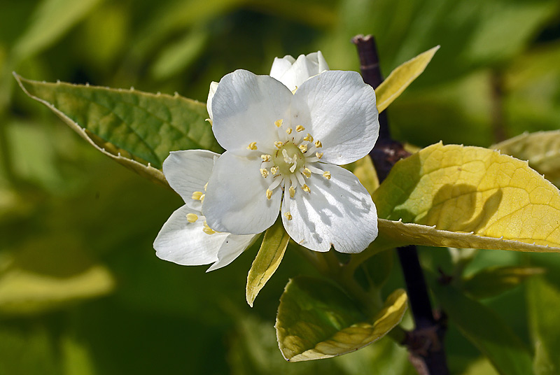 Изображение особи Philadelphus coronarius.