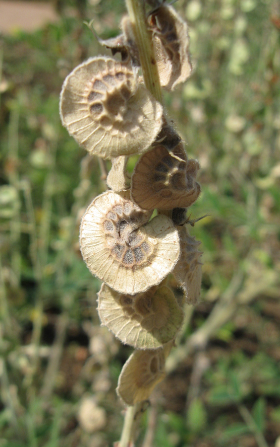 Image of Onobrychis pallasii specimen.
