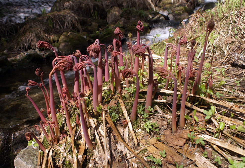 Image of Corydalis multiflora specimen.