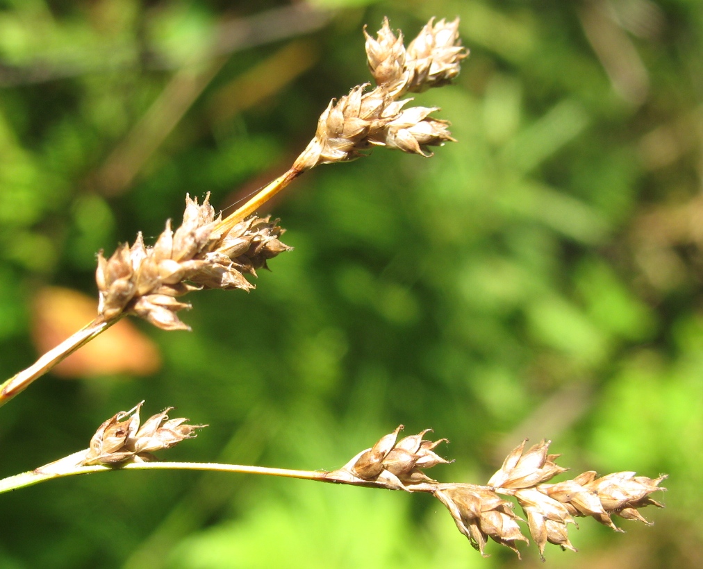 Image of Carex brunnescens specimen.