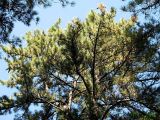 Pinus koraiensis