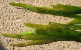 Vallisneria spiralis. Верхушки листьев. Астраханская обл., Наримановский р-н, с. Курченко, ильмень Шушай. 20.08.2009.