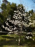 Magnolia × loebneri. Цветущее дерево. Сочи, дендрарий. 16.03.2009.