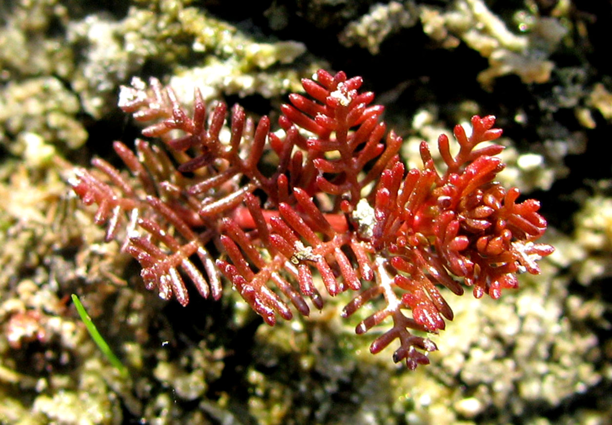 Image of Myriophyllum sibiricum specimen.