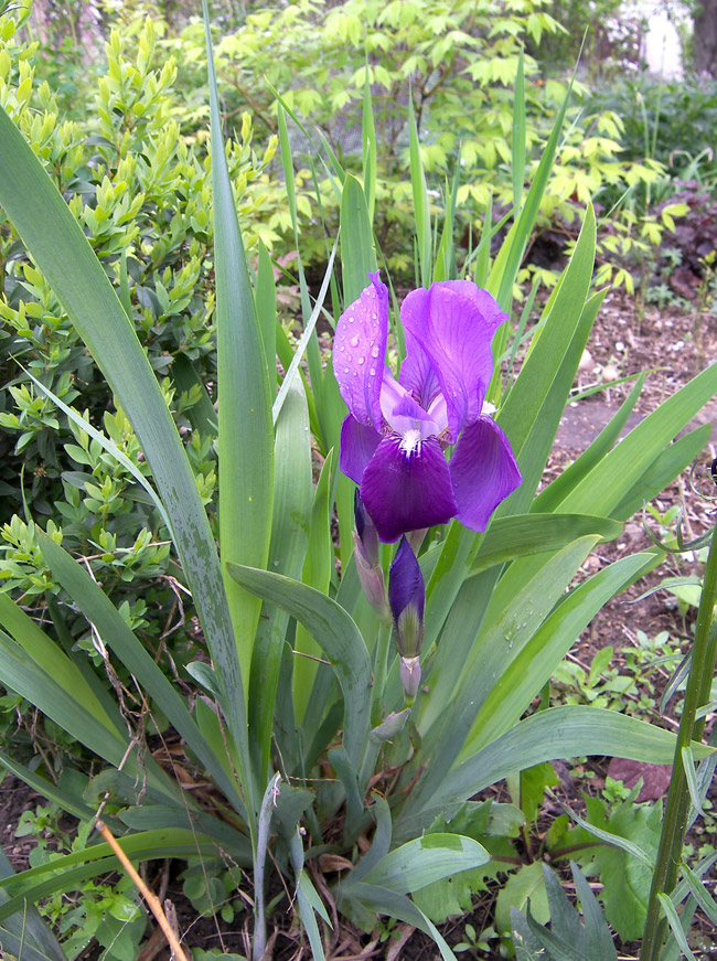 Изображение особи Iris marsica.