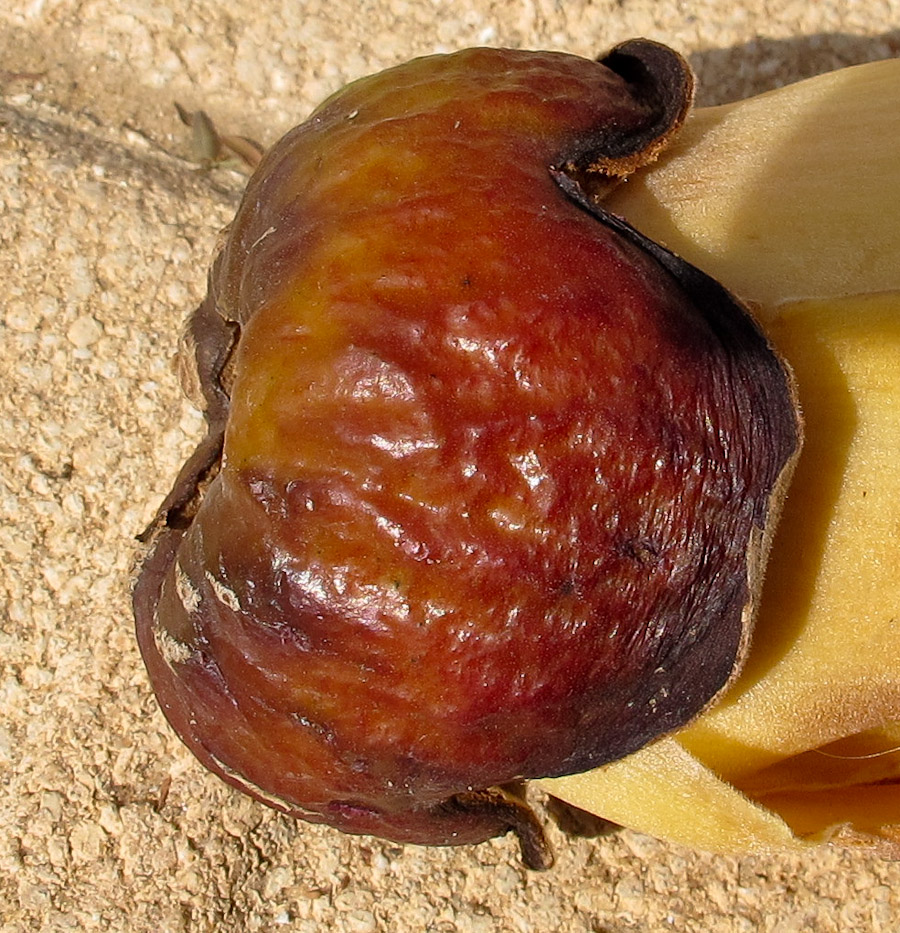 Image of Bombax ceiba specimen.
