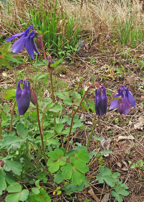 Изображение особи Aquilegia sibirica.