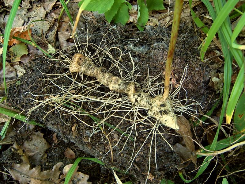 Цыпочках корень. Купена корень. Корневище купены. Корневище купены лекарственной. Купена многоцветковая корень.