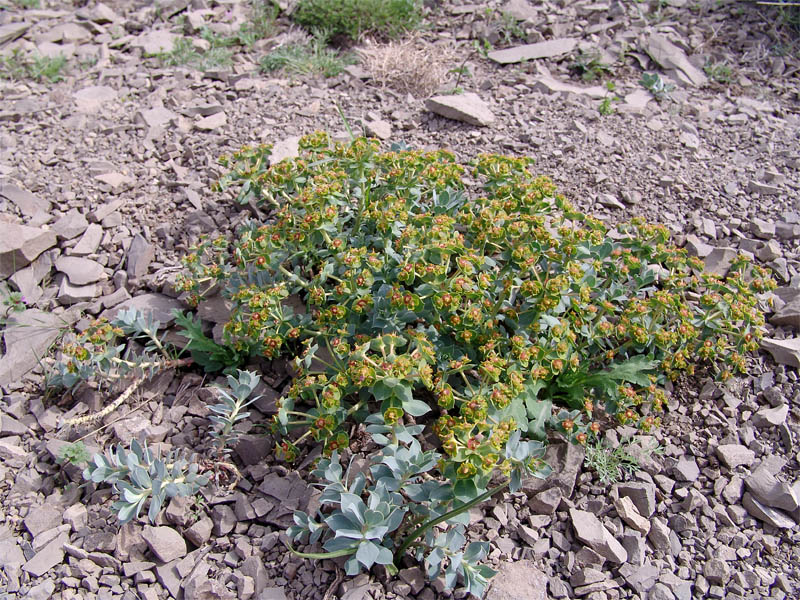 Изображение особи Euphorbia marschalliana.