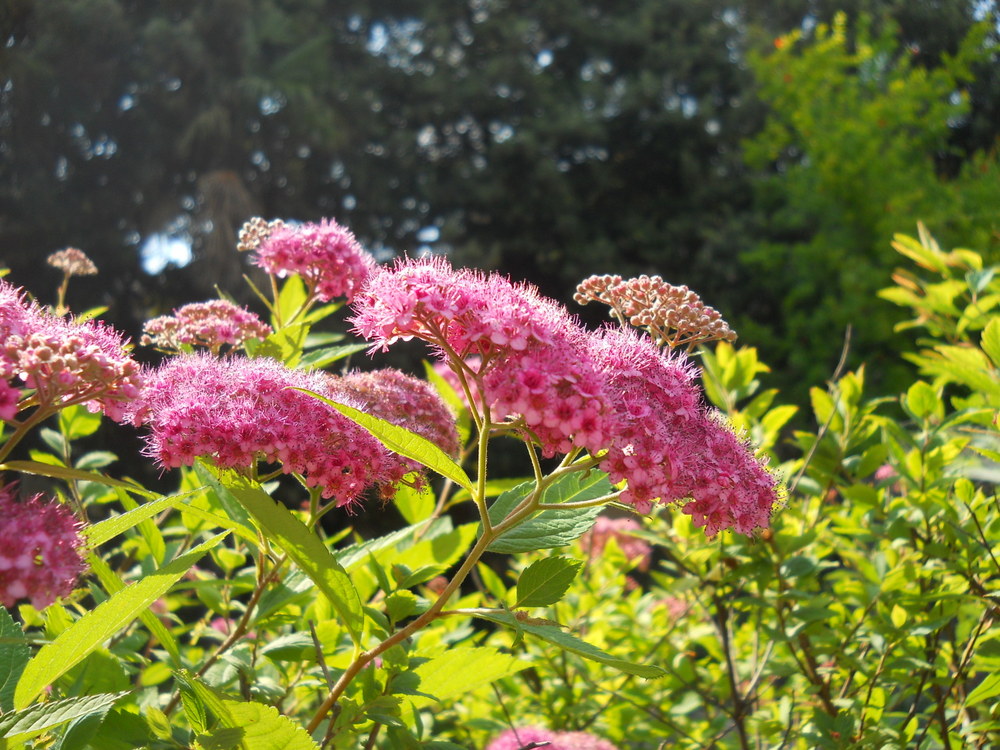 Image of Spiraea japonica specimen.