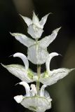 Salvia sclarea. Верхушка цветущего растения. Южный Казахстан, хр. Боролдайтау, ущ. Кокбулак. 12.06.2010.