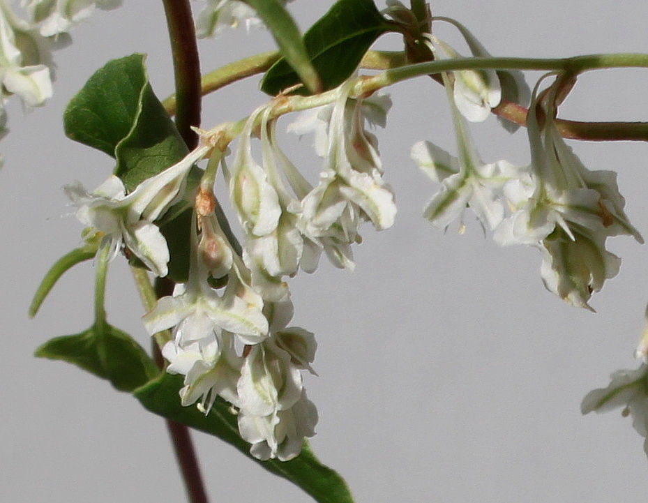 Image of Fallopia aubertii specimen.