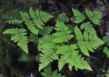 Gymnocarpium dryopteris