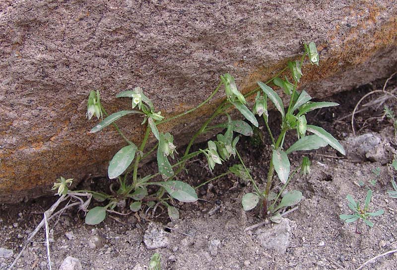 Изображение особи Viola occulta.