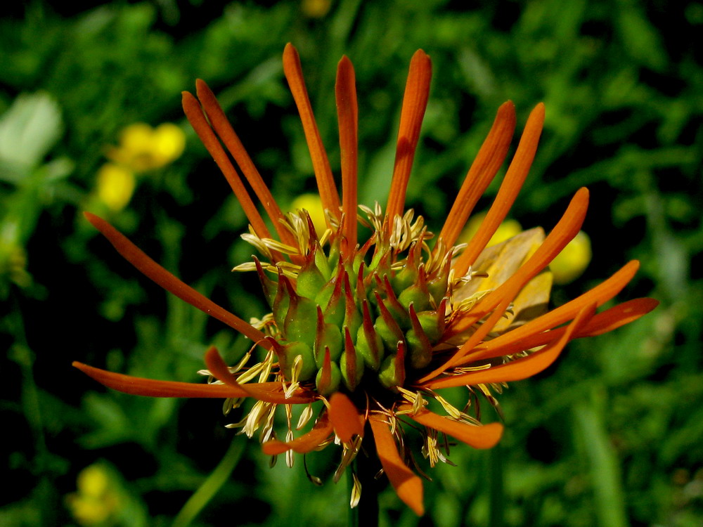 Image of Trollius vitalii specimen.