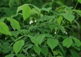 Staphylea trifolia. Ветви цветущего растения. Москва, Главный ботанический сад. 14.06.2008.