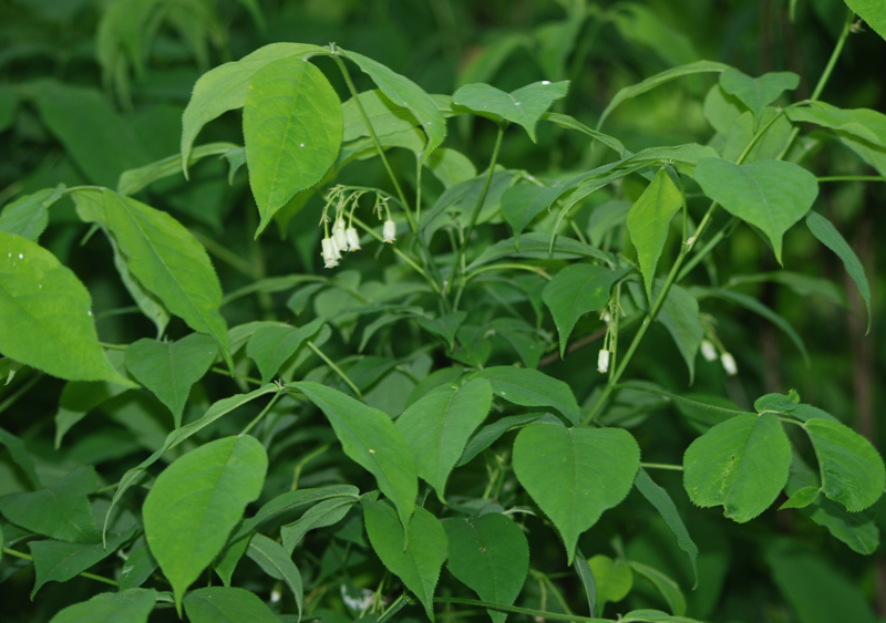 Image of Staphylea trifolia specimen.