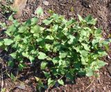 Fallopia convolvulus