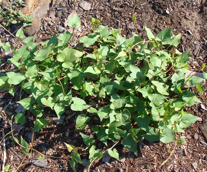 Image of Fallopia convolvulus specimen.