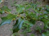 Ilex colchica