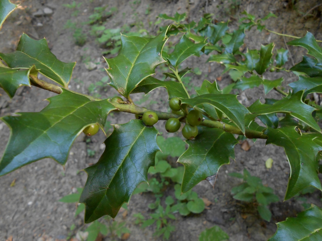 Image of Ilex colchica specimen.