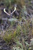 Astragalus macrotropis. Верхушка цветущего растения. Южный Казахстан, северные подножья гор Каракус. 20.04.2012.