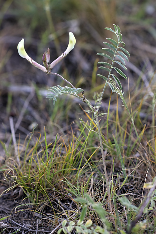 Изображение особи Astragalus macrotropis.