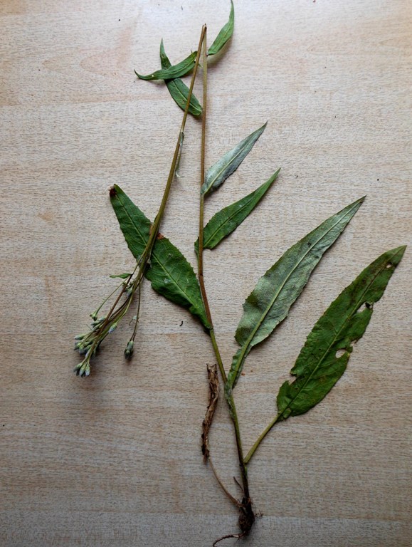 Изображение особи Saussurea dubia.
