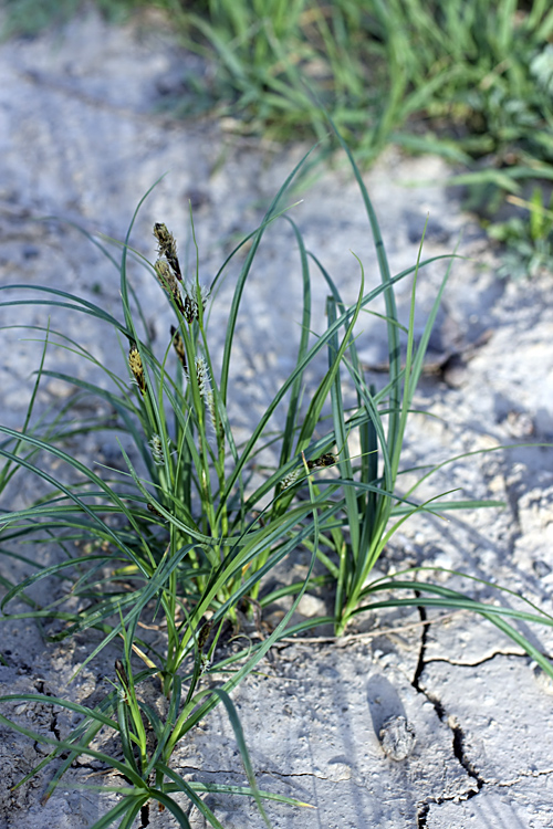 Image of genus Carex specimen.