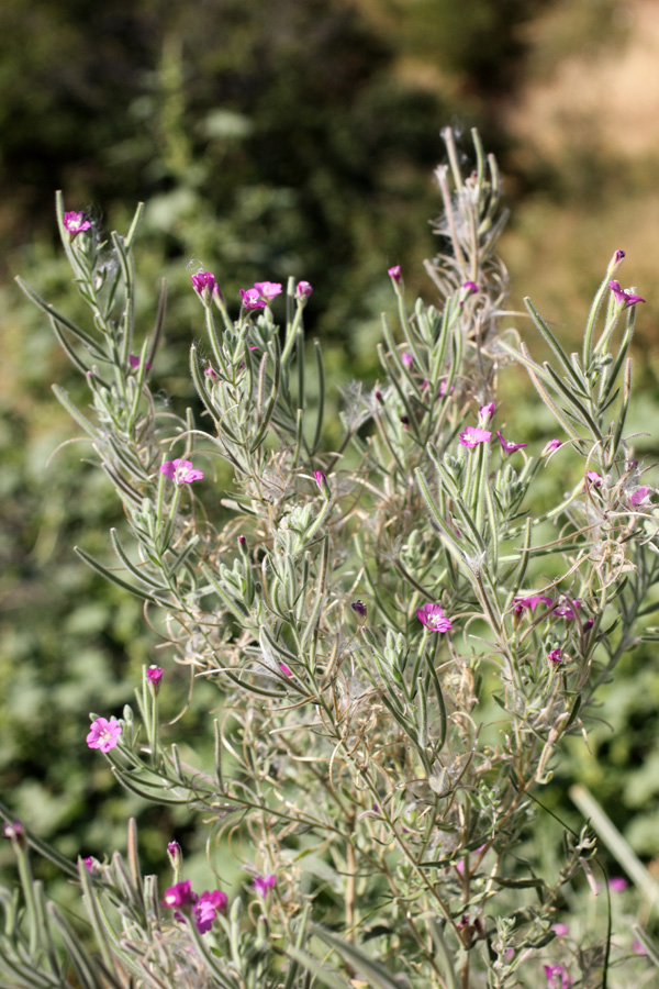 Изображение особи Epilobium velutinum.