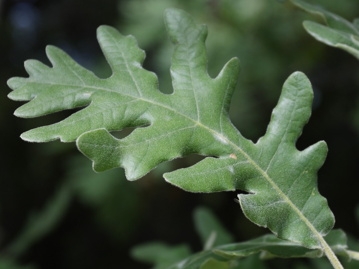 Image of Quercus pyrenaica specimen.