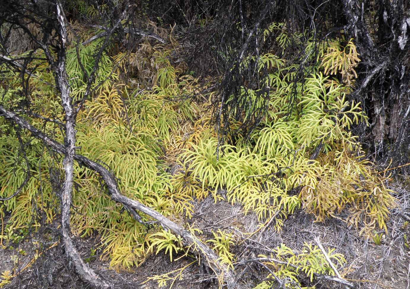 Image of Lycopodium volubile specimen.