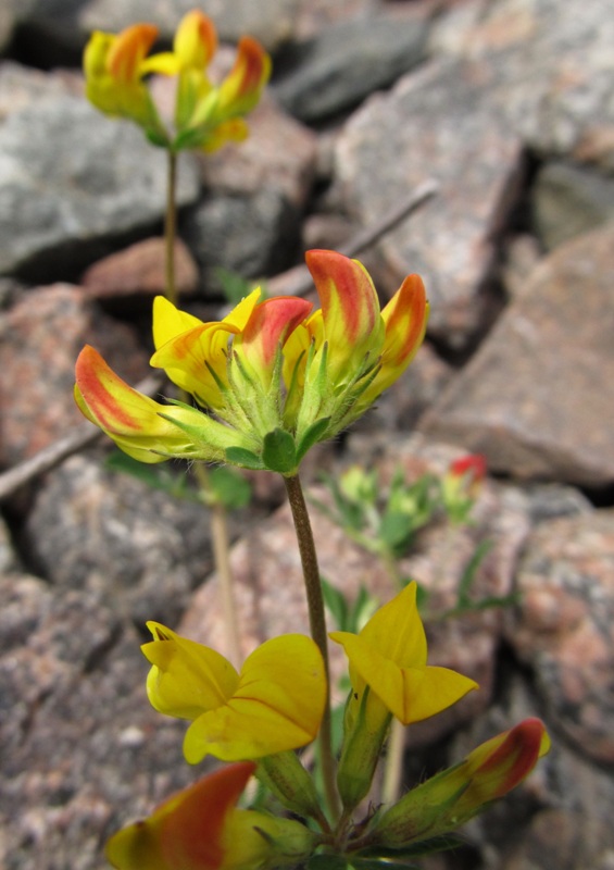 Image of Lotus corniculatus specimen.