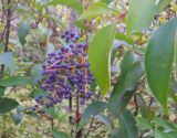 Ligustrum lucidum. Верхушка ветви с созревающими плодами. Южный берег Крыма, окр. пгт Гурзуф. 31 октября 2012 г.