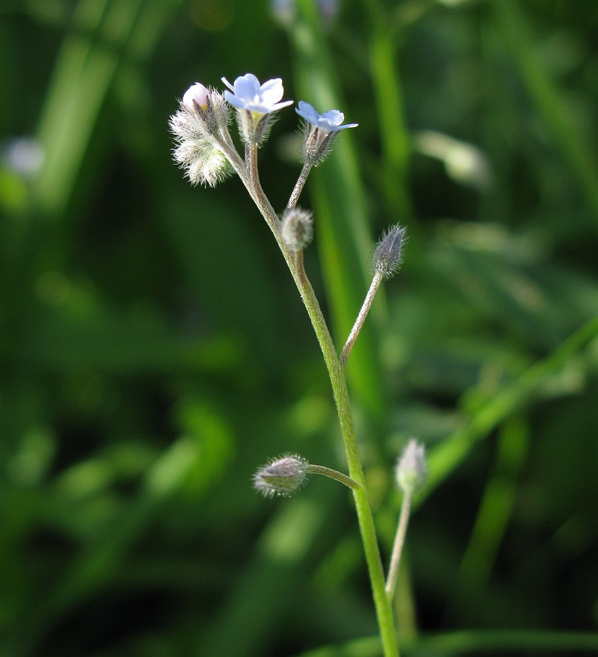 Изображение особи Myosotis arvensis.