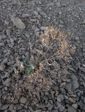 Odontarrhena gehamensis