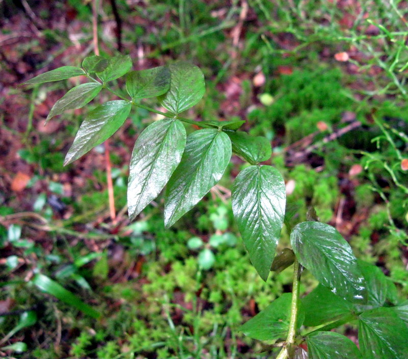 Image of Galega orientalis specimen.