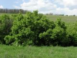 Acer tataricum. Заросли цветущих деревьев в неглубоком овраге. Саратовская обл., Саратовский р-н. 11 мая 2012 г.