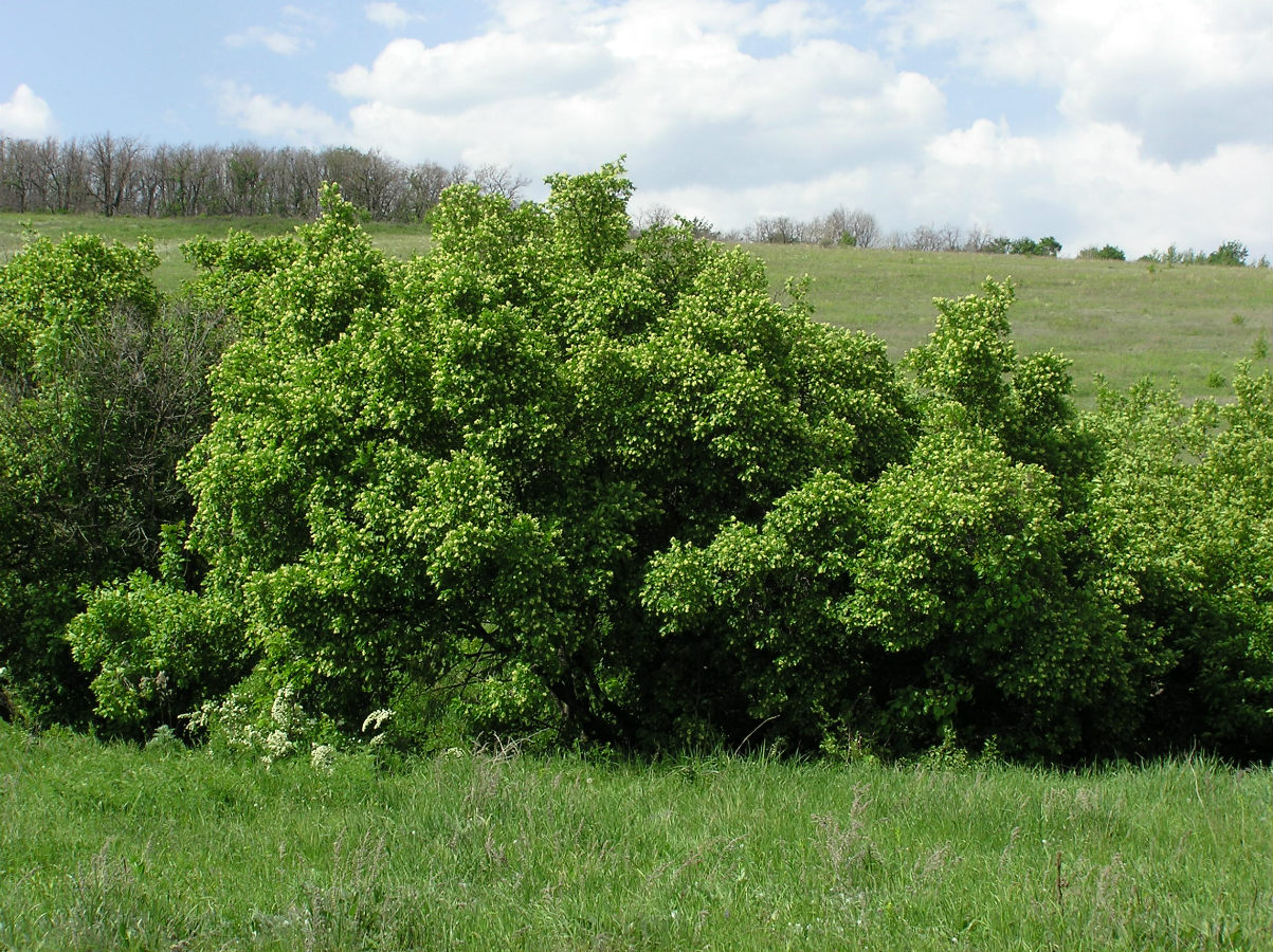 Image of Acer tataricum specimen.