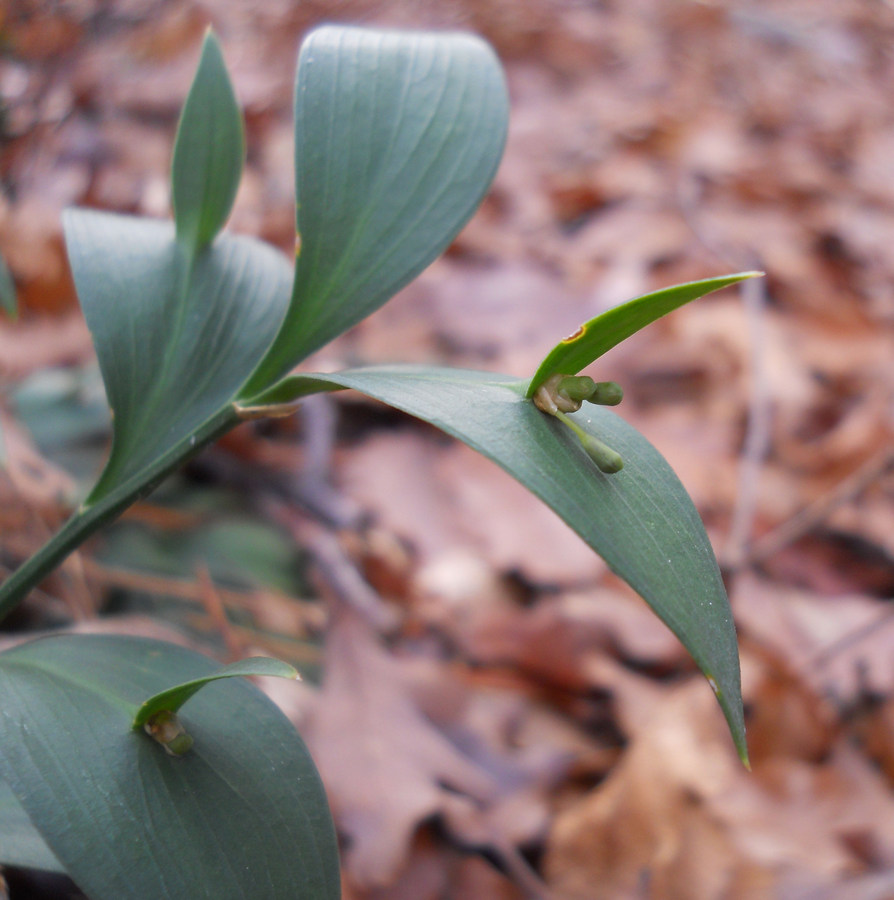 Изображение особи Ruscus hypoglossum.