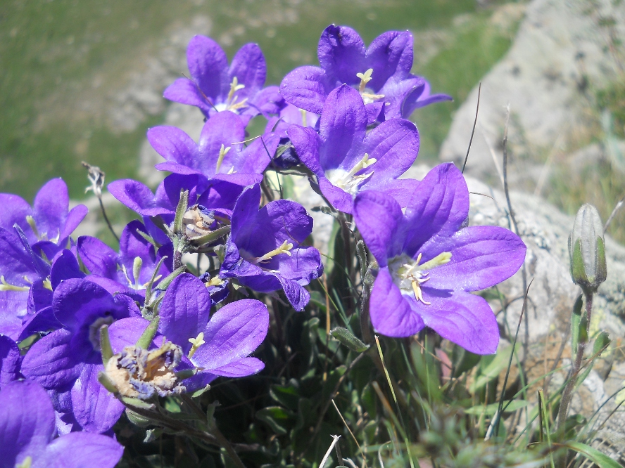 Изображение особи Campanula aucheri.