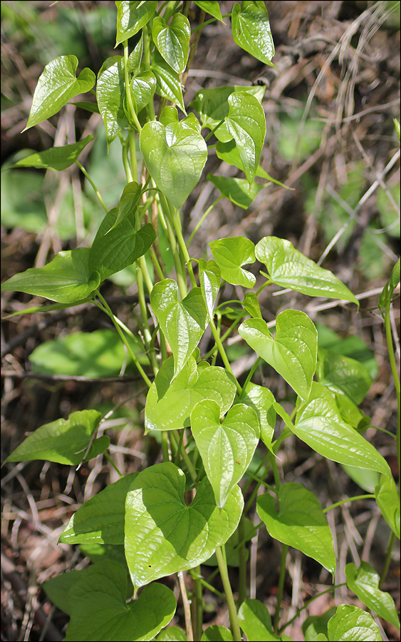 Image of Tamus communis specimen.